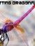 Knittingdragonflies