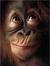 Chunkymonkey12