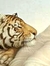 Nytetyger