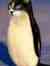 Janette