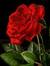 Rose luna