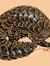 Pangolin