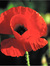 Poppy Fields