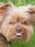 Adelle