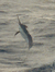 Krait