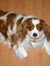 Almie