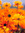 L | 79 comments