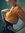 Josie (maid_marian) | 126 comments