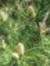 pinaceae No