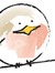 Robin Bird