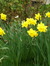 Daffy