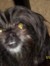 Dottie