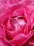 Une.rose
