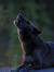 Wolffang