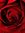 Rosey