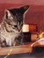 ♥The Kat's Meow♥
