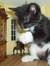 Catbrat101