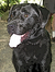 Black Dog Reviews