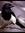 Sistermagpie