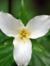 Holly