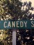 Canedy