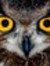 The Owl