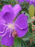 Marjolein