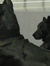 Beauceron