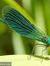 Damselfly