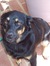 Lorelie