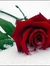 Desert Rose