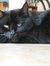 Ringo The Cat