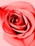 Denee S