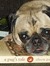 Jen - ReadingwithPugs