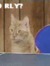 Kitty