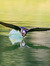 Dawnsong