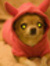 Haggis Chihuahua