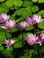Camelia