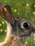 Werehare