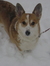 Sallie(Shuga)