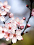 Jasmin
