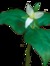 Trillium
