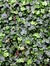Ivy