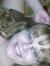 lori rowe