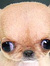 Ane