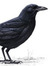 Crow Quill Studio