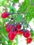 Morelle Rouge