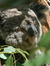 Koalalover