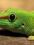 Inkylizard