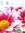 Daisy | 663 comments